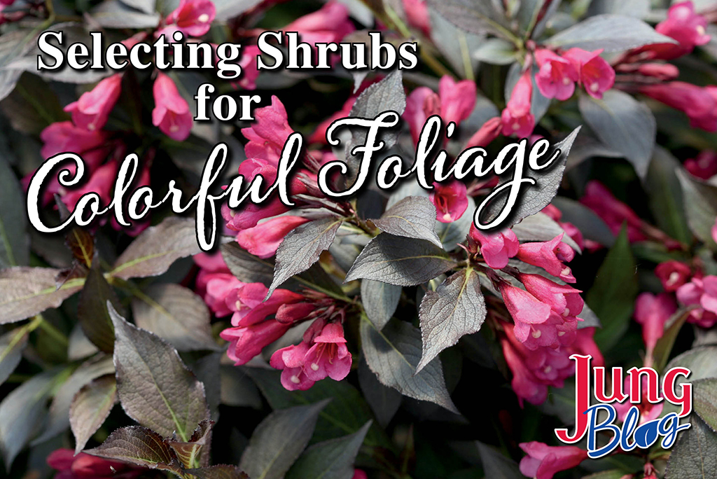 Selecting Shrubs for Colorful Foliage