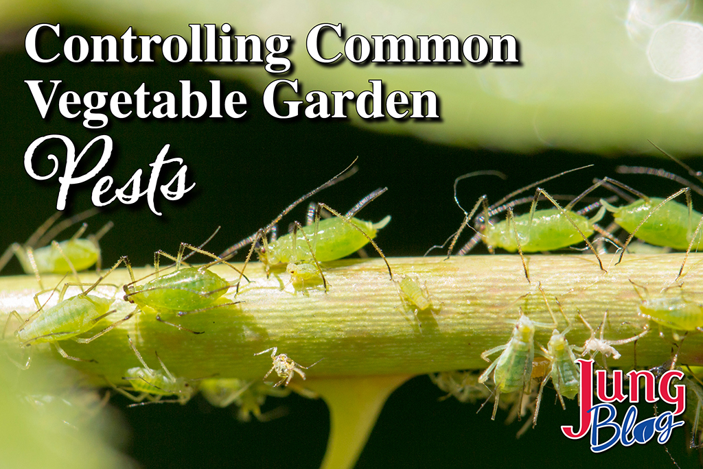 Controlling Common Vegetable Garden Pests