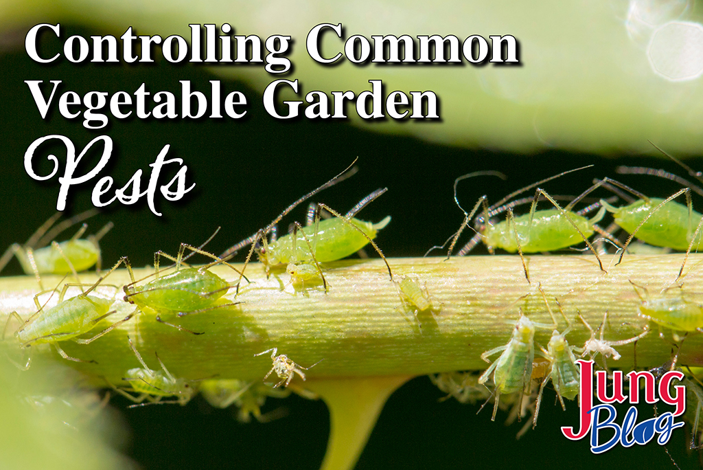 Controlling garden deals pests