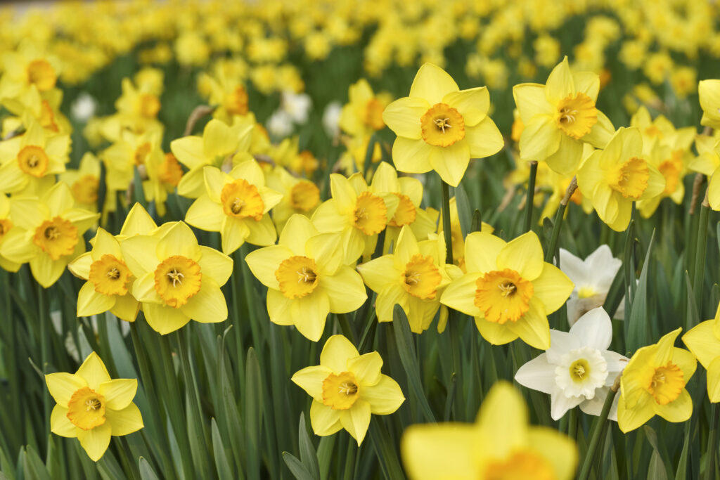 A field of yellow daffodil flowers