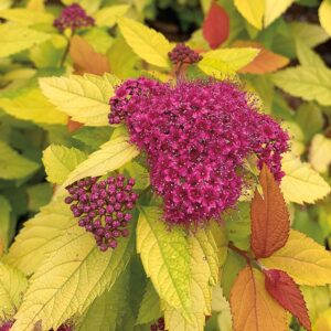 Double Play Candy Corn Spirea