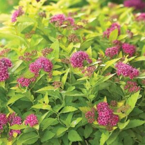 Double Play Gold Spirea