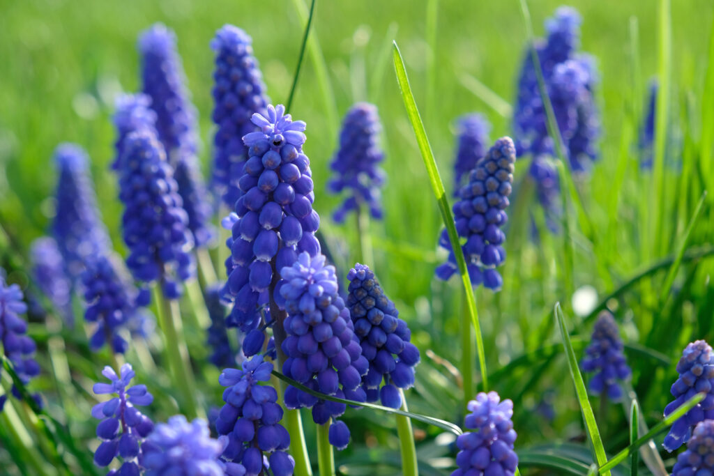 A field of grape hyacinth