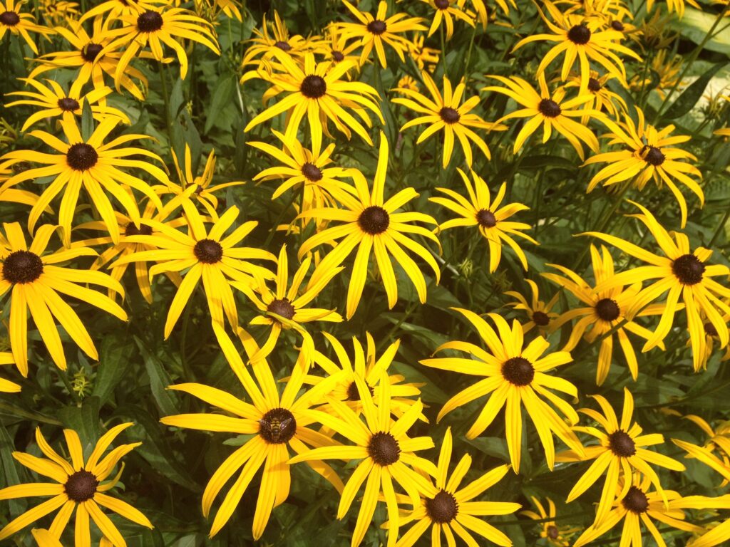 Rudbeckia