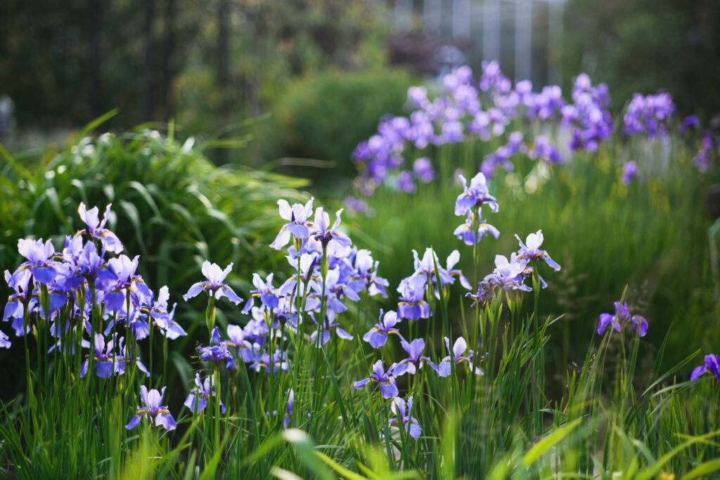 A field of siberian iris flowers