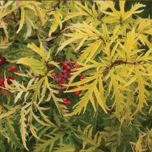 Lemony Lace Sambucus