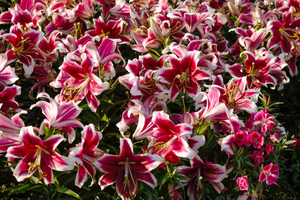 A field of red and white lilies