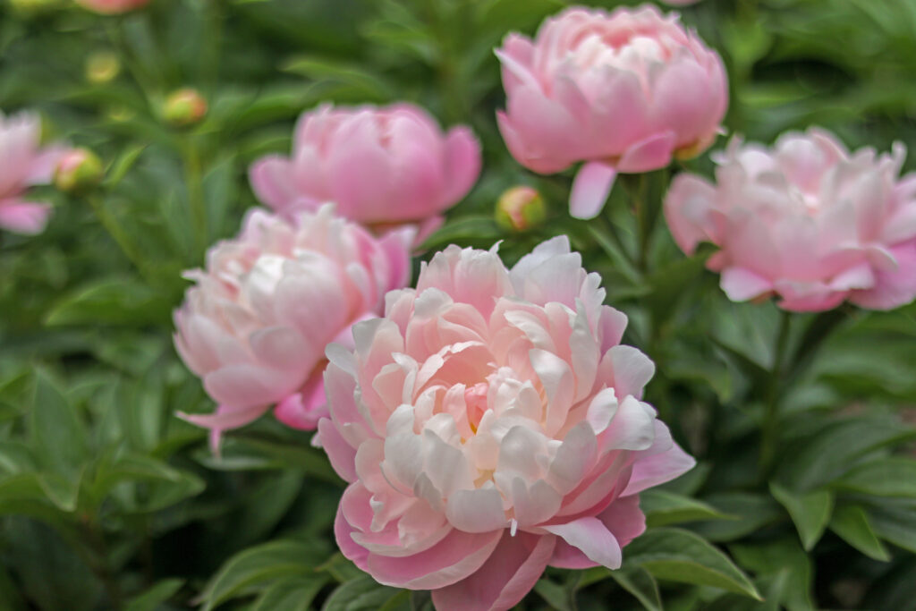 Pretty Pink Pastel Peonies in garden springtime