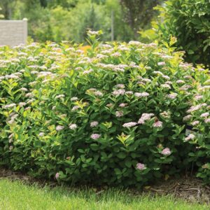 Pink Sparkler Spirea