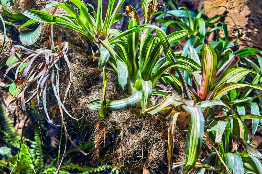 Ram's Head Lady's Slipper