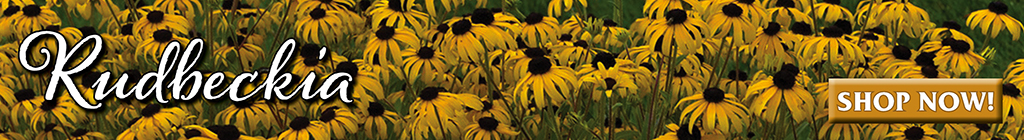 Rudbeckia Ad