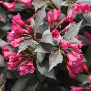 Spilled Wine Weigela