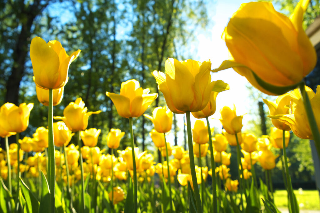 A field of yellow tulips