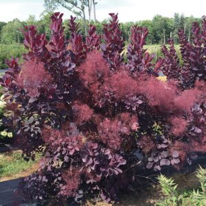 Winecraft Black Smokebush