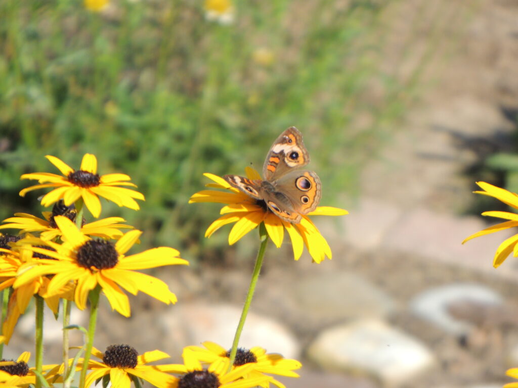 buckeye butterfly on black eyed susan