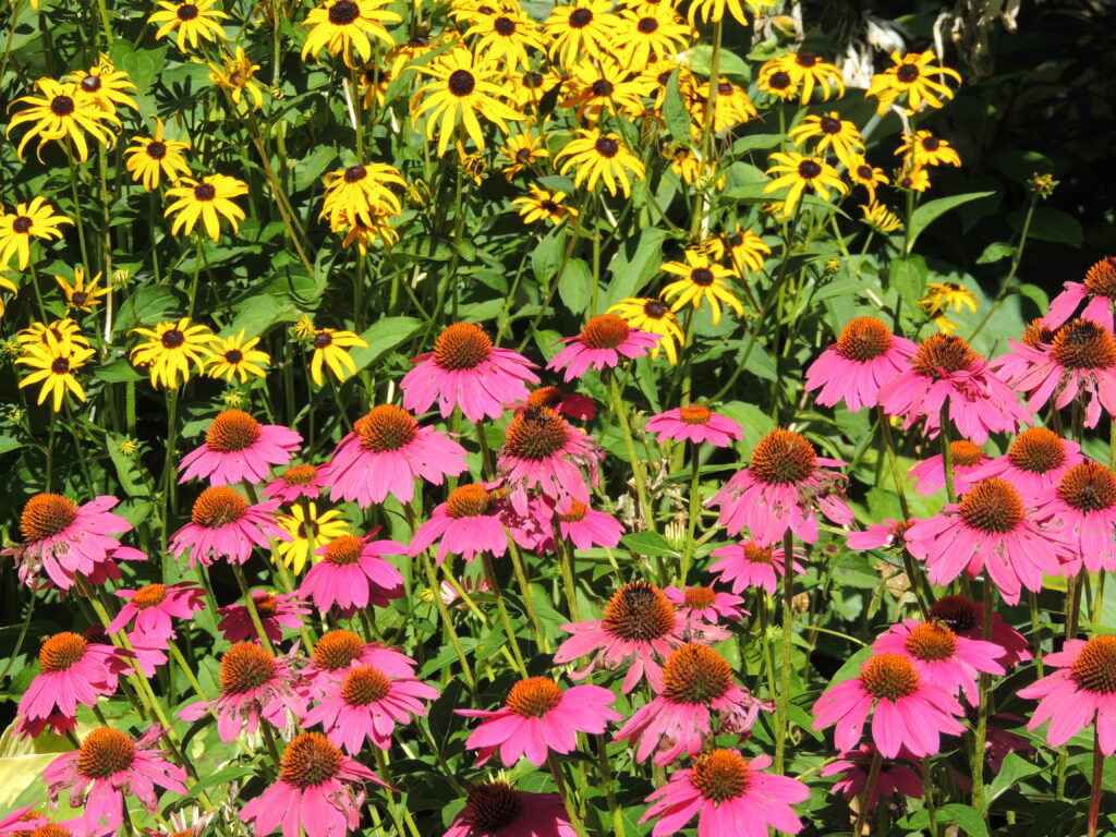 yellow and pink flowers