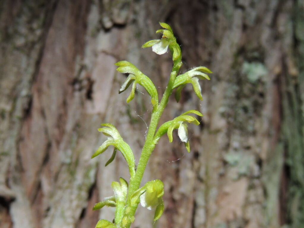 early coral root