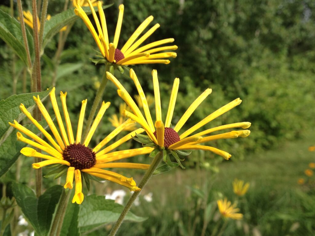 henry eilers black eyed susan