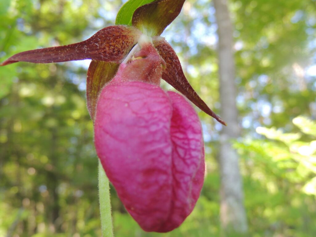 pink lady's slipper