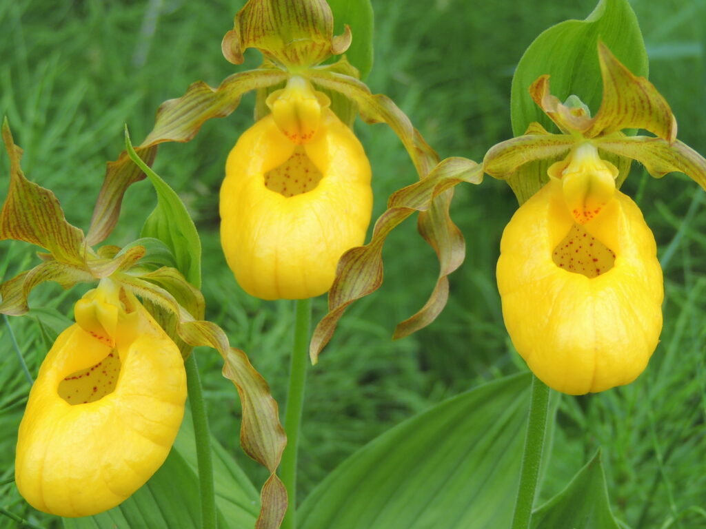 yellow lady's slipper