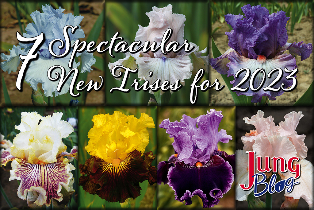 7 Spectacular New Irises for 2023