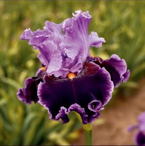 About Town German Bearded Iris