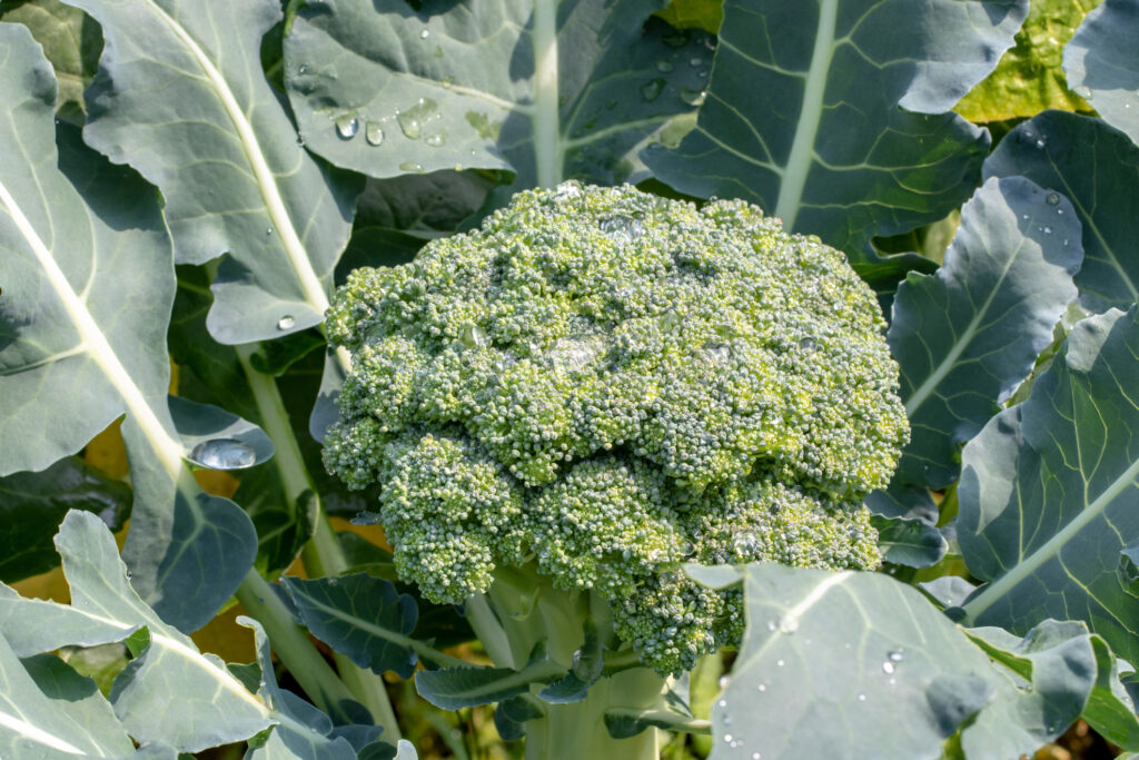 Broccoli plants. Close-up of young fresh organic broccoli waiting to be harvested on vegetable garden. Concept of healthy food, self-supply and organic gardening. Macro.