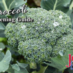 Broccoli Gardening Guide