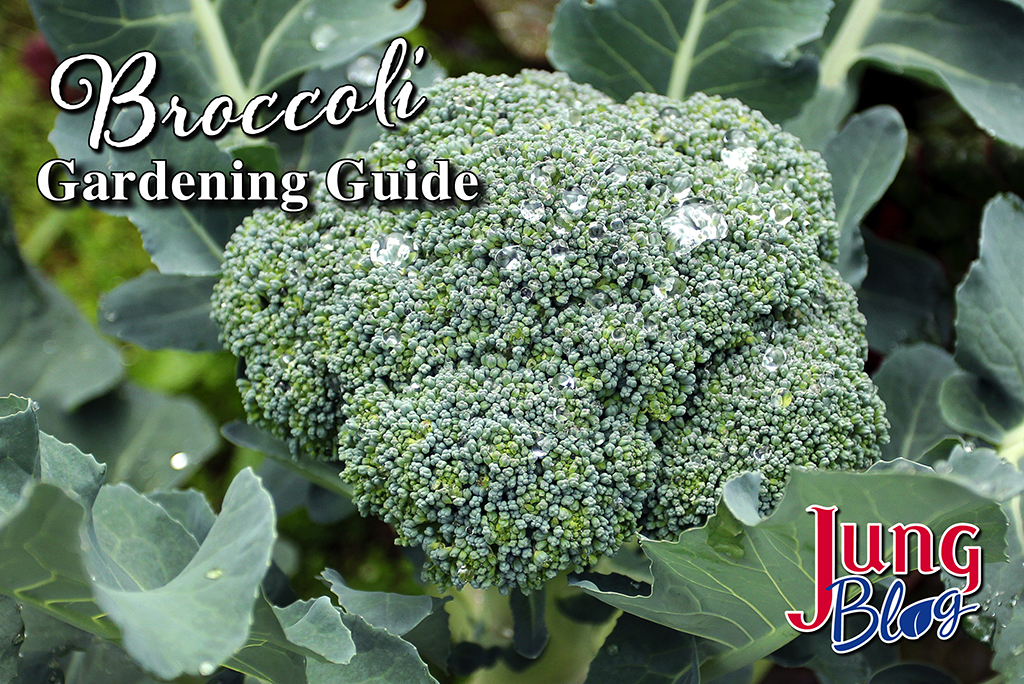 Broccoli Gardening Guide