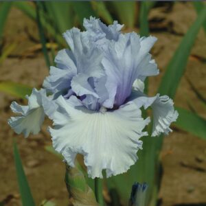 Cafe Bleu German Bearded Iris