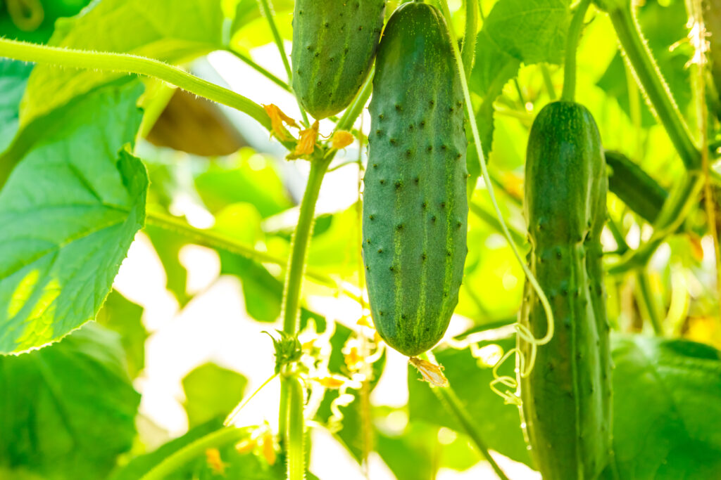 Fresh ripe cucumbers growing in greenhouse closeup