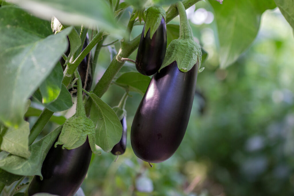Eggplants growing on the vine