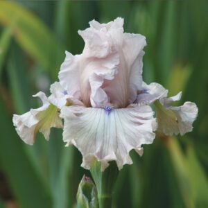 Friendly Advice German Bearded Iris