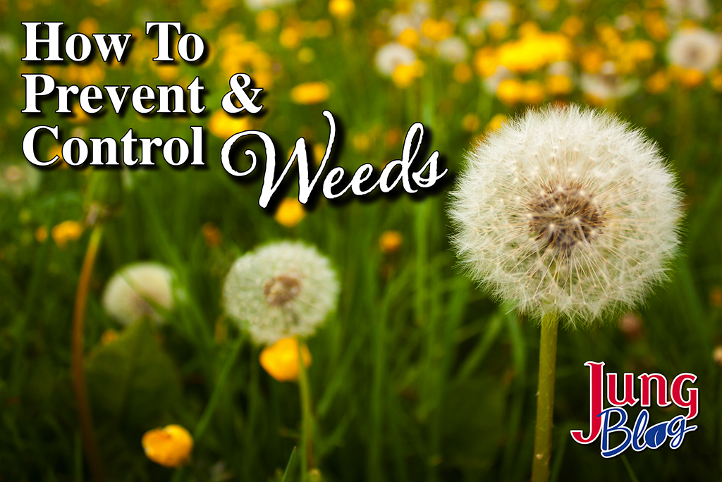 How To Prevent & Control Weeds