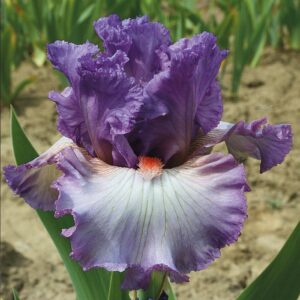 Imbroglio German Bearded Iris