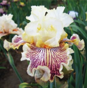 Insaniac German Bearded Iris