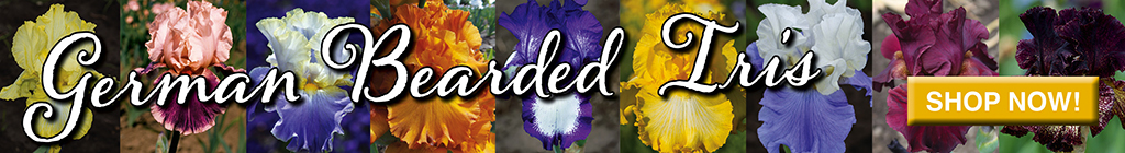 German Bearded Iris Ad