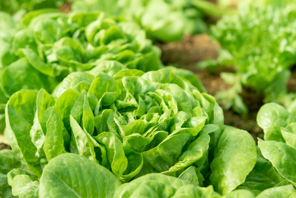 butterhead lettuce in the field