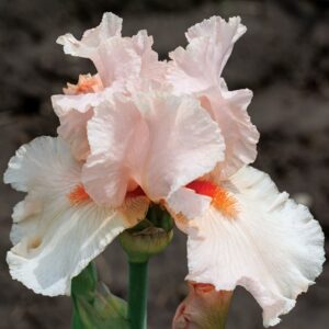 October Splendor Reblooming Bearded Iris