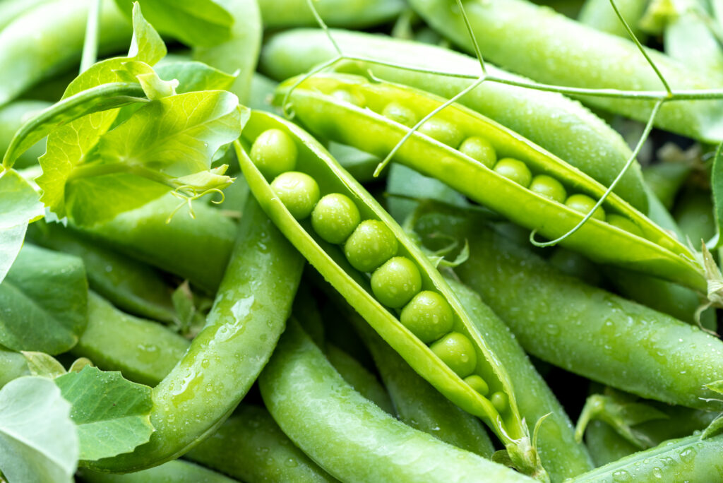 Open green pea pods
