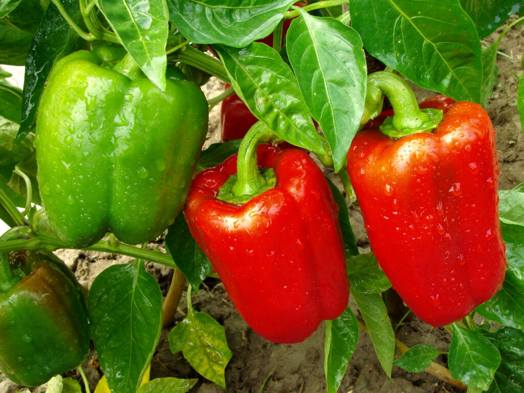 red and green peppers growing in a garden