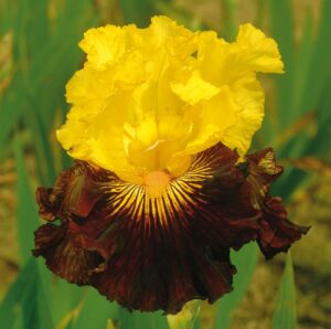 Pirate Ahoy German Bearded Iris