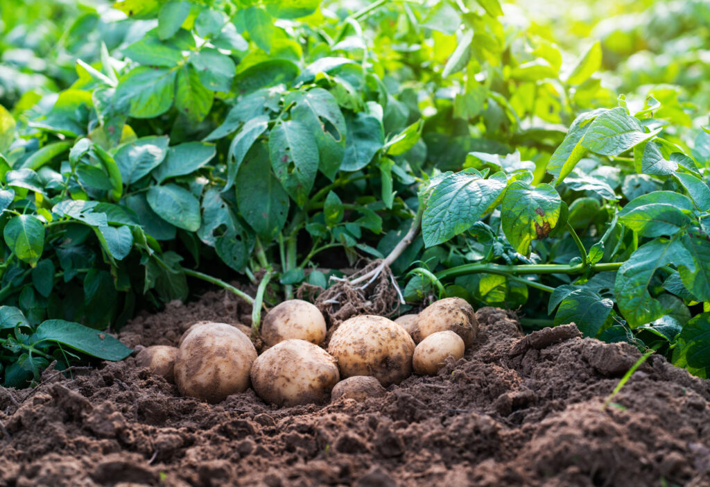 Potatoes in the field