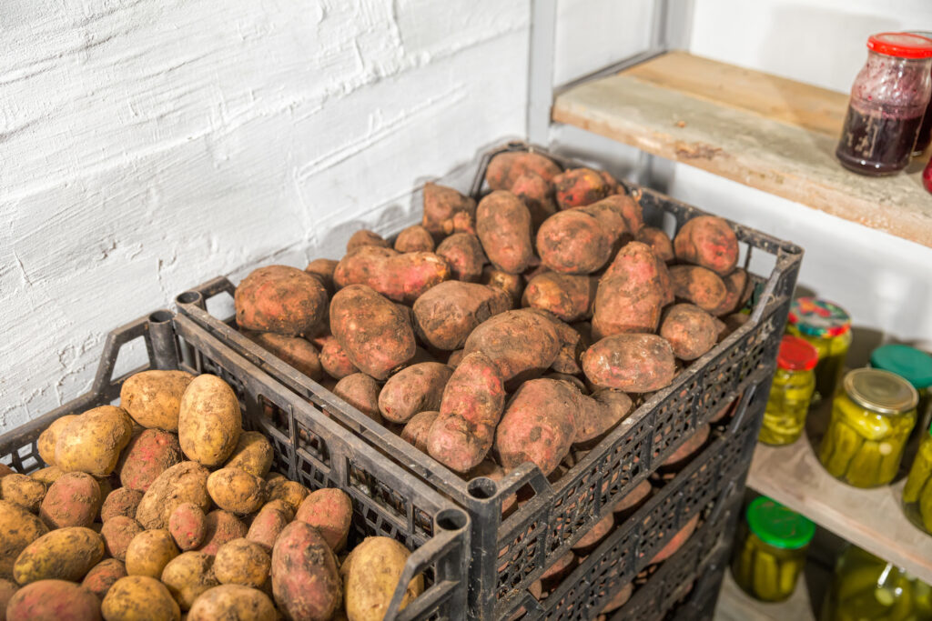 Fresh potatoes, carrots, canned vegetables and jars of jam in the new cellar