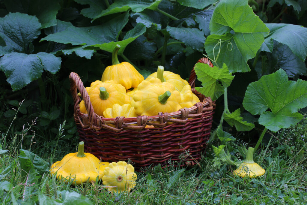 Yellow squash in a wicker basket in the field