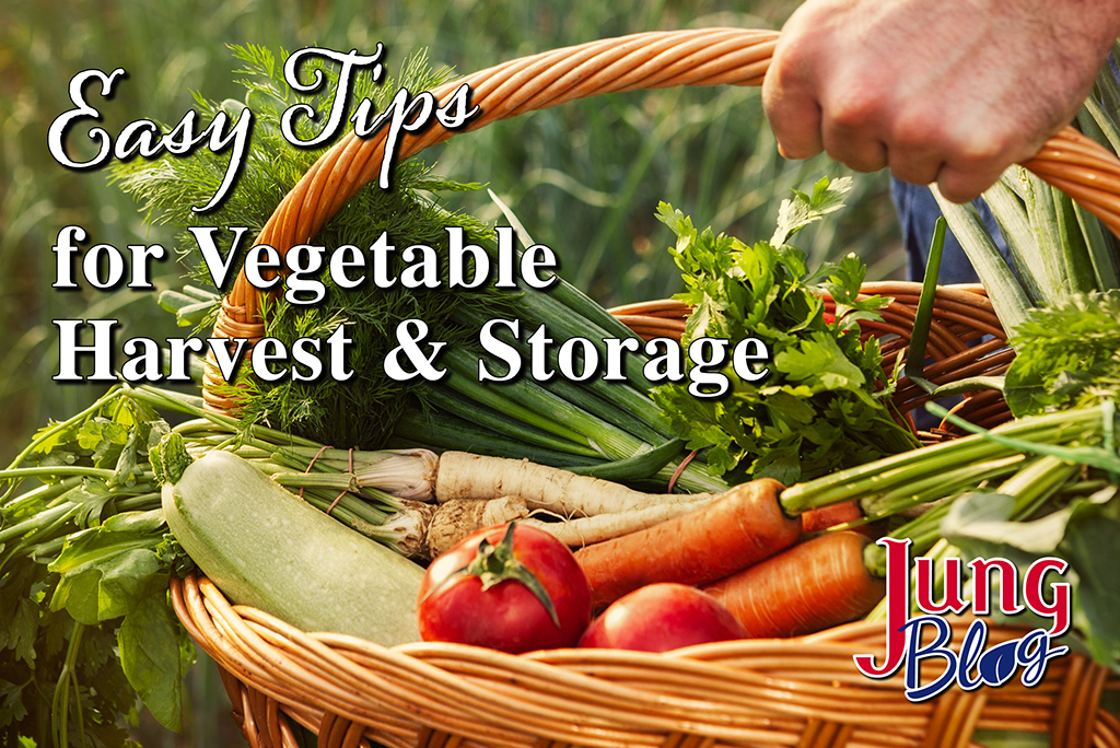 Easy Tips For Vegetable Harvest & Storage