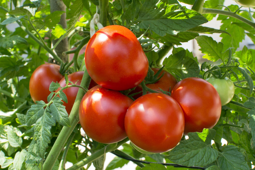 Homegrown tomatoes on the vine