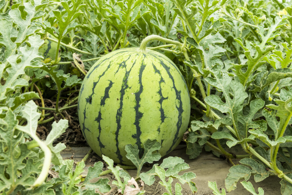 Close-up of watermelons in farmland