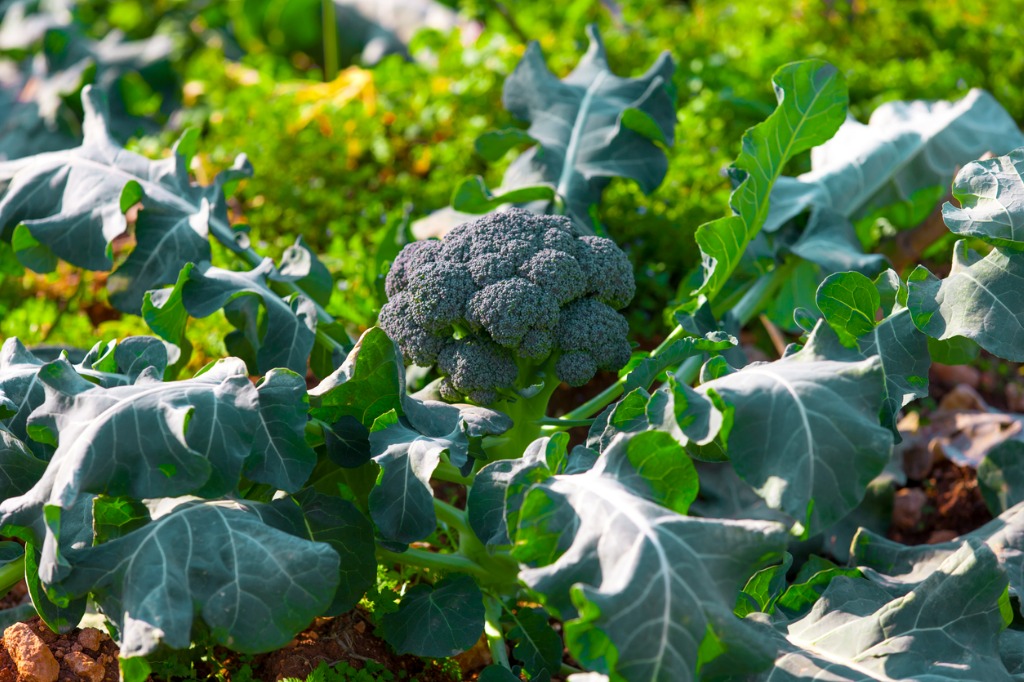 Broccoli Field