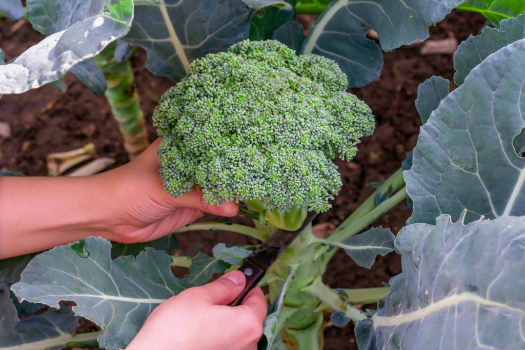Close Up View of Female Hands Holding Freshly Cut Broccoli Plant
